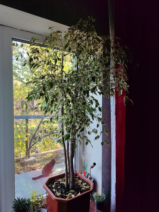 Фікус бенджаміна