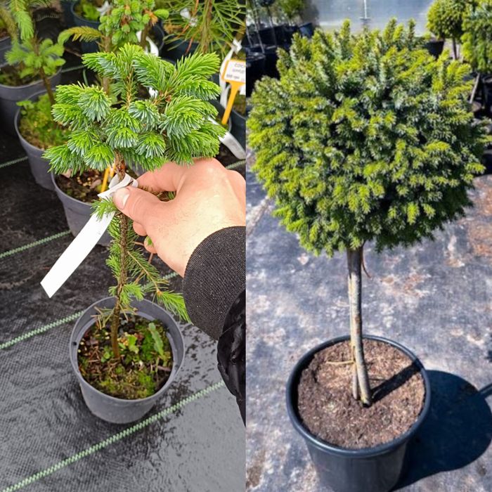 Сосни, ялини, ялиці