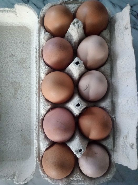 Продам домашні яйця курячі