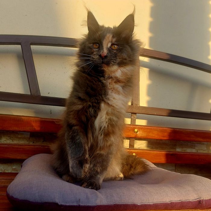 Велетні Мейн-кун