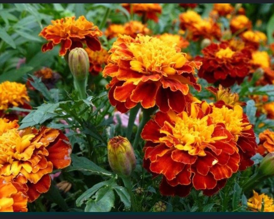 Насіння чорнобривців 15 грн за стакан