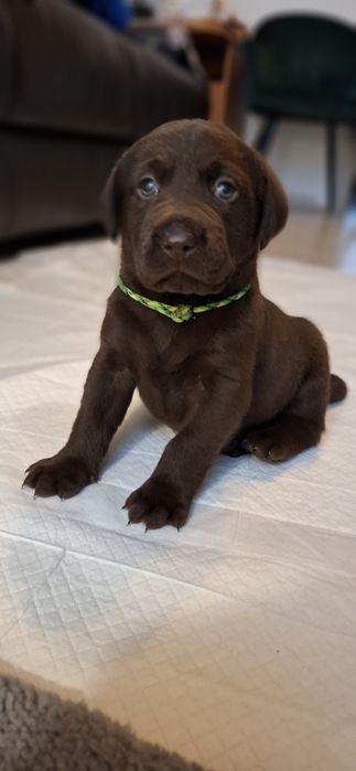 Labrador retriever szczeniak