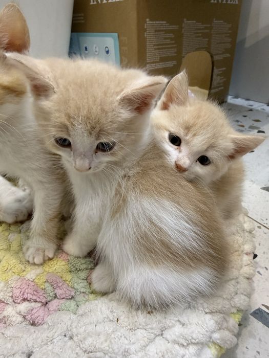 Кошенята котята хлопчики безкоштовно