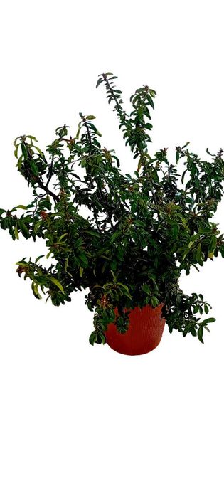 Pyracantha Coccinea arbusto para sebes