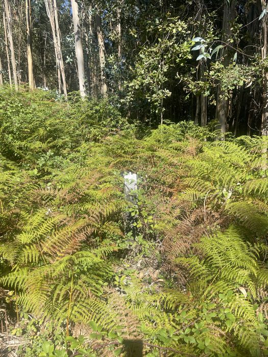 Terreno eucalipal - Proximo a nova rentabilização