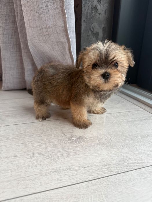 Szczeniaki morkie