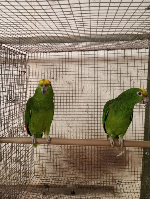 Casal amazonas ochrocephalo