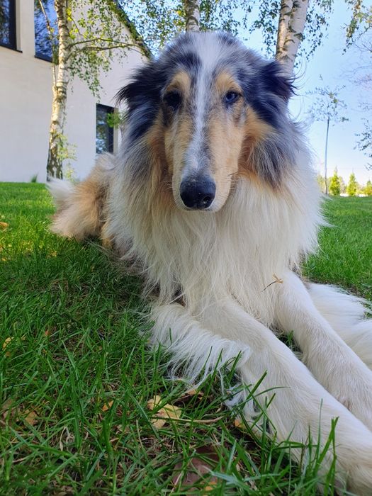 Owczarek Szkocki Blue-merle  – REPRODUKTOR