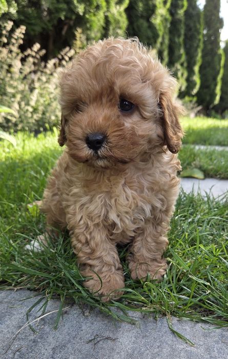 Cavapoo F1B Samczyk  hybryda ras