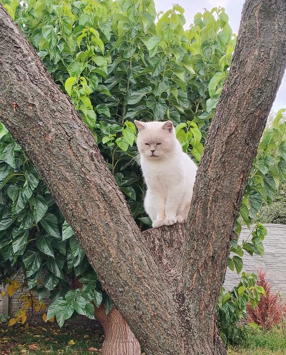 Шотландський прямовухий запрошує на в’язку