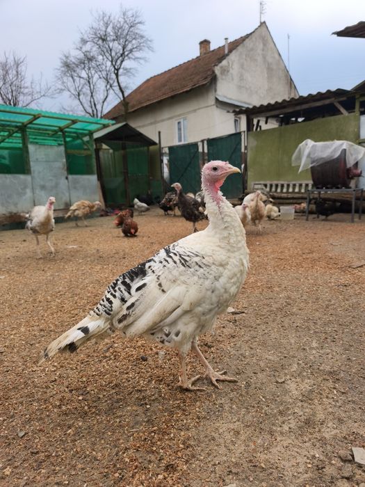 Індики молодняк різних порід