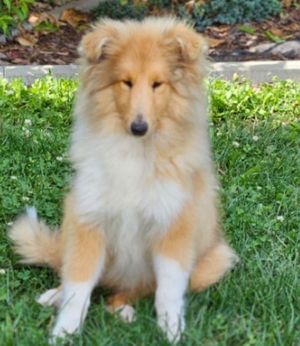 Owczarek szkocki długowłosy piesek szczeniak