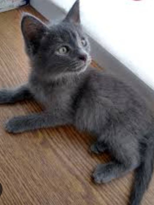Кошеня хлопчик  2місяці