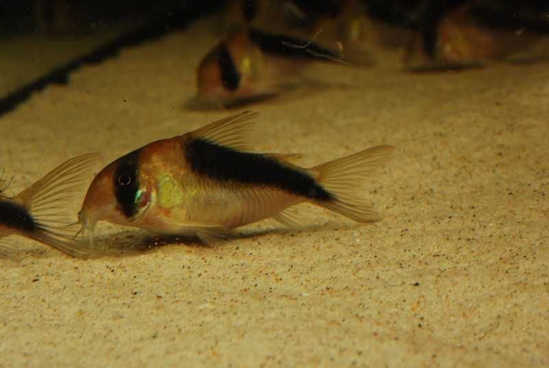 Kiryski CW106 Corydoras sp. 5-5,5cm WF odłów