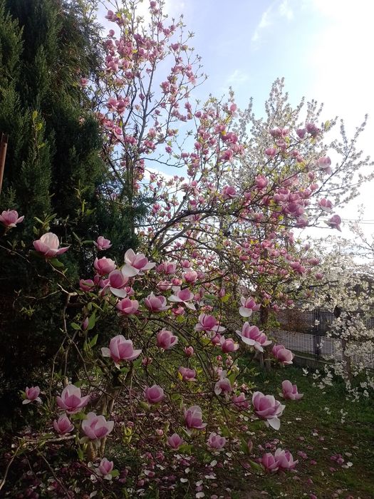 Магнолія :"Суланджа"