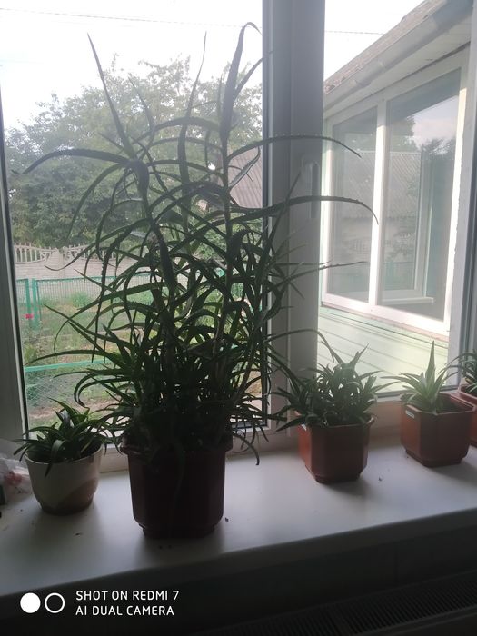 Рослина Алое  Різні по висоті