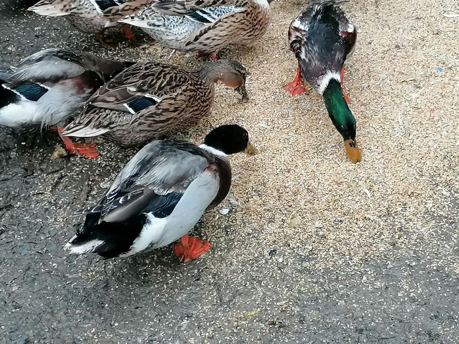 Patos reais com 10 meses