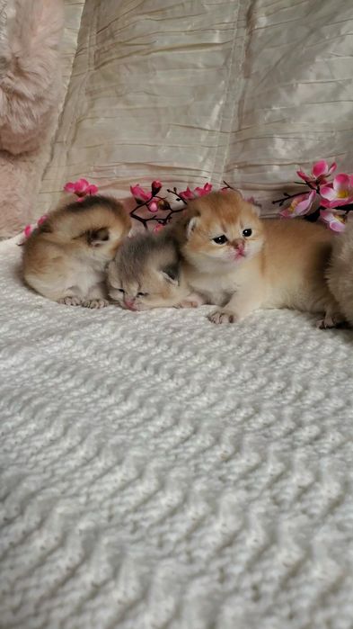Ласковые и ручные котята золотая шиншилла