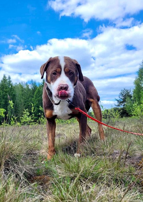 DEXTER Pilna adopcja