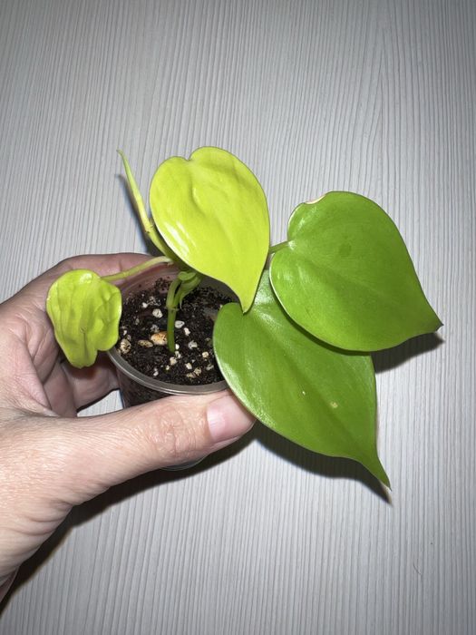 Фил Лемон лайм. Черенок.