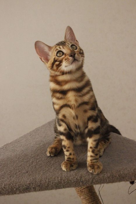 Бенгальські кошенята