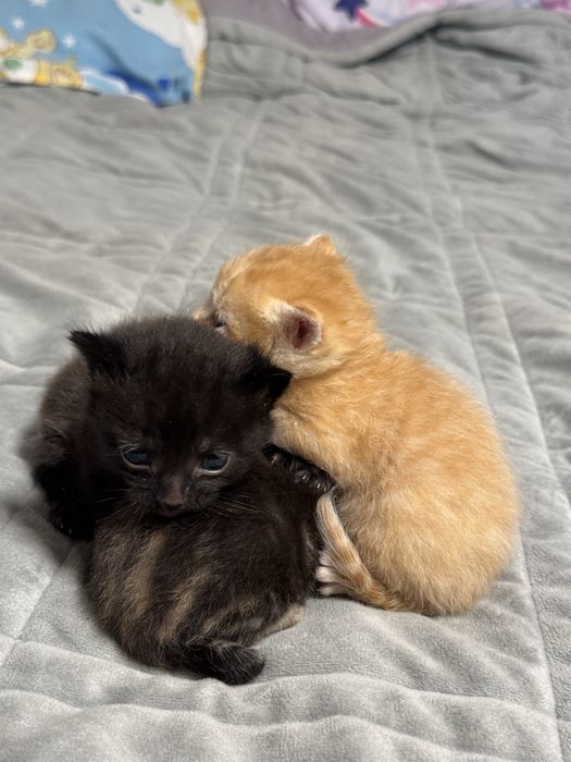 Котятки ищут дом