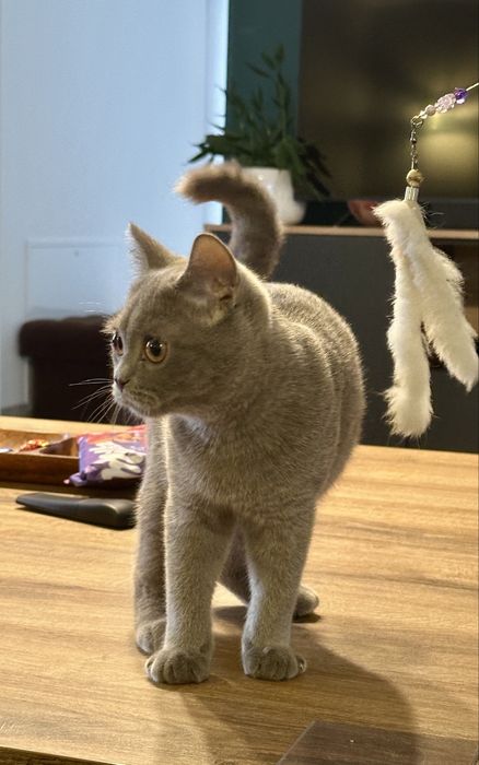 Kocurek brytyjski liliowy FPL/ FIFe