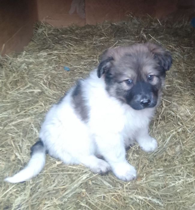 Цуцики в добрі руки /стерилізація дівчаток  за наш рахунок