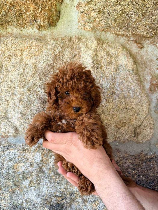 Toy Caniche Macho Menino Disponível