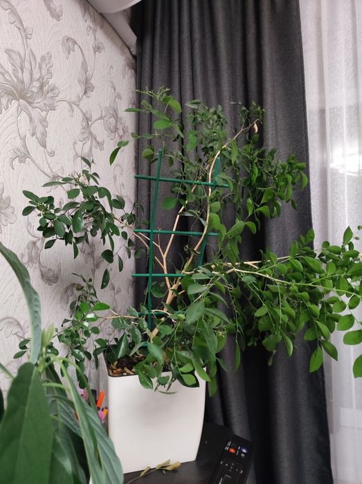 Мурая, кімнатна рослина