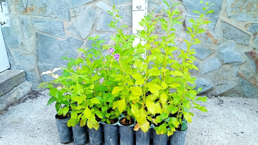 Planta Duranta Erecta