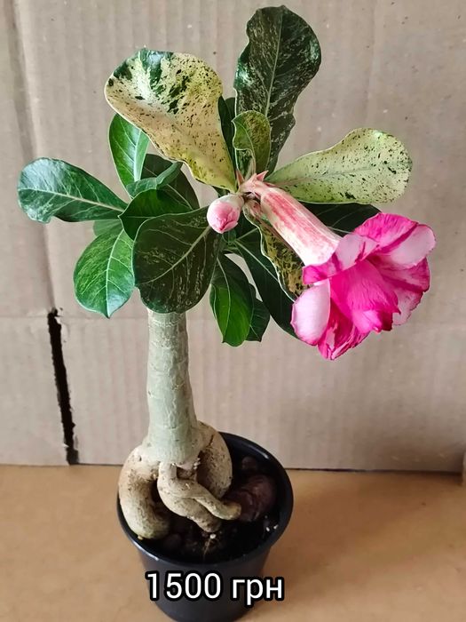 Адениум вариегатный махровый