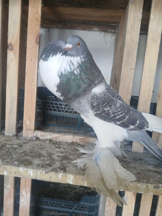 Garłacz pomorski samica 24r