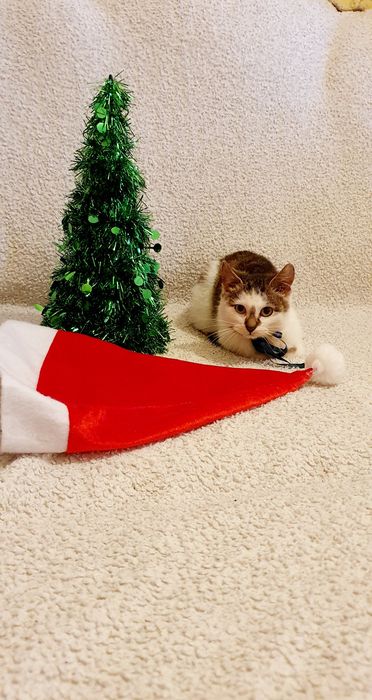 Котик 3,5 місяці в пошуках родини