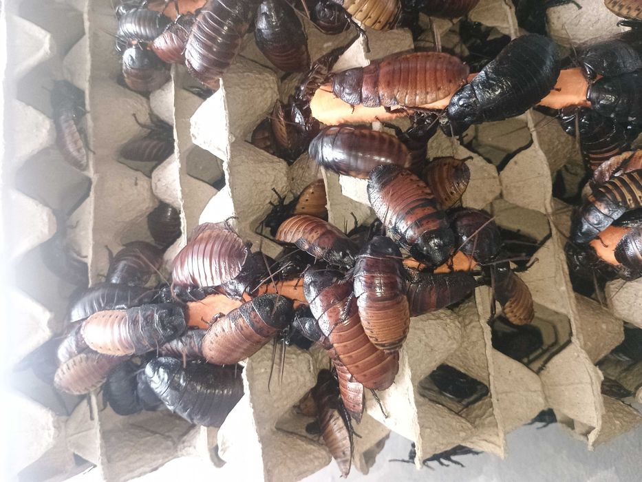 Karaczan madagaskarski dorosły 5 – 7 cm, 100 sztuk