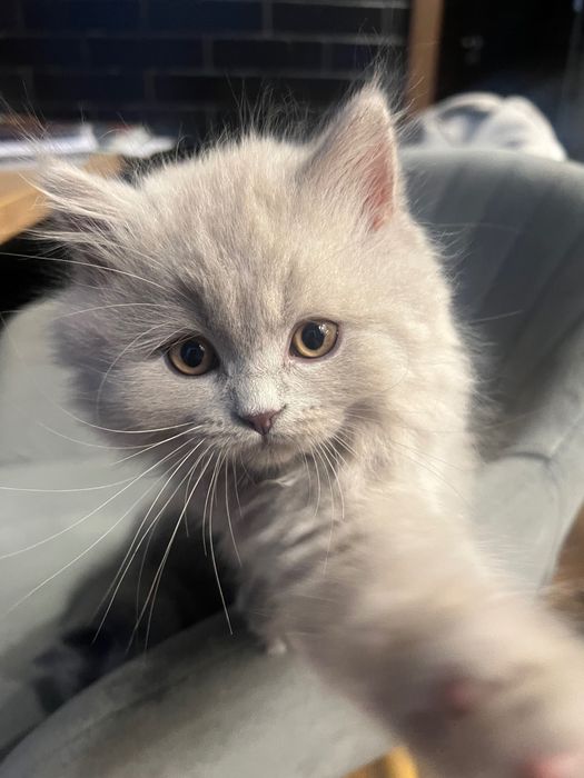 Kotki brytyjskie z rodowodem Liliowe i niebieskie