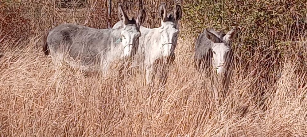 3 Burros  andaluzes  castrados + charrete.