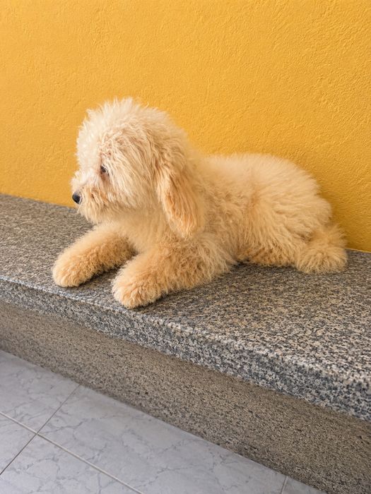 Extrema fofura Maltipoo macho