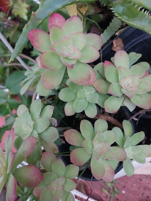 Набор рослин 8 шт.пеларгонія,бегонія,традесканция,піперомія,пілея