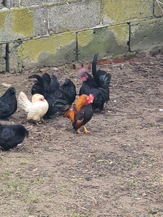 Chabo Czarnolice,kogut i kury