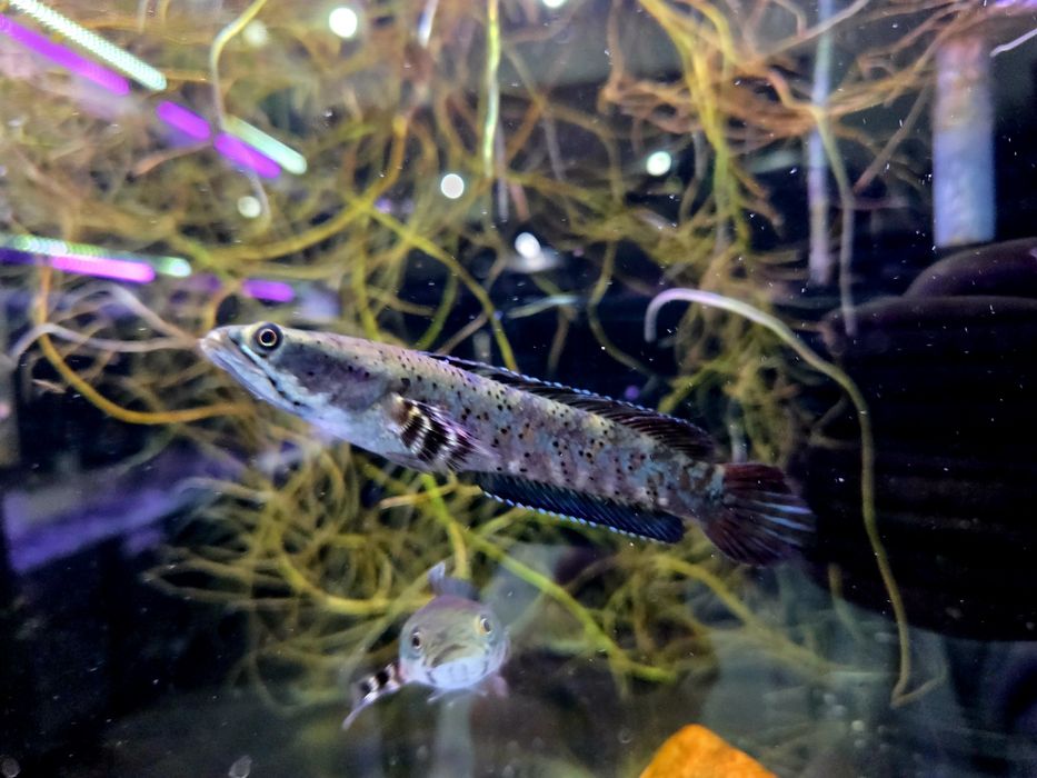 Channa pulchra (Wężogłów)
