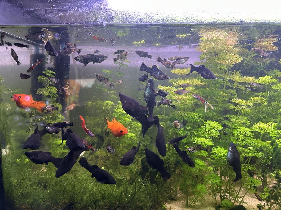 Mollys Sortidos (Adultos e juvenis)