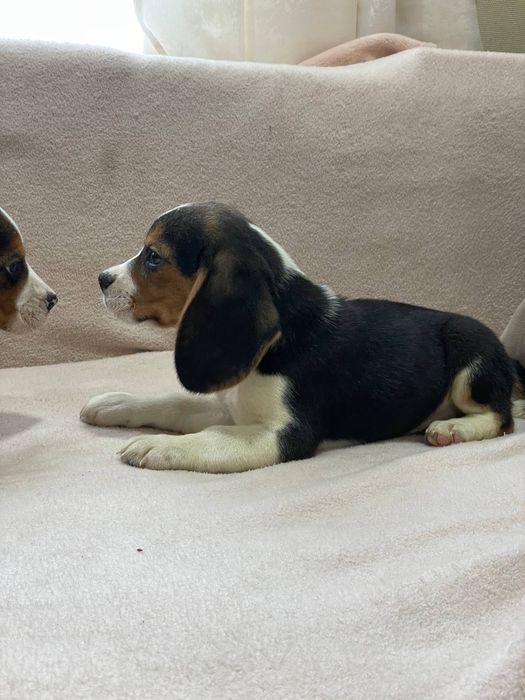 Біглі шукають нову родину