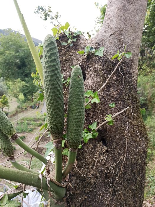 Monstera deliciosa - costela de Adão