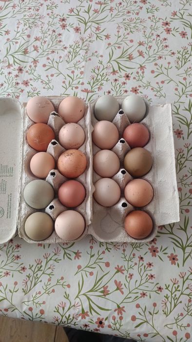jaja lęgowe mix kur