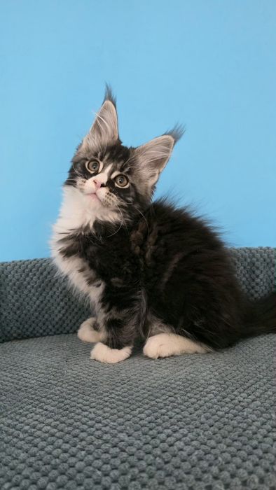 Pirat Liluvit, мальчик Мейн кун