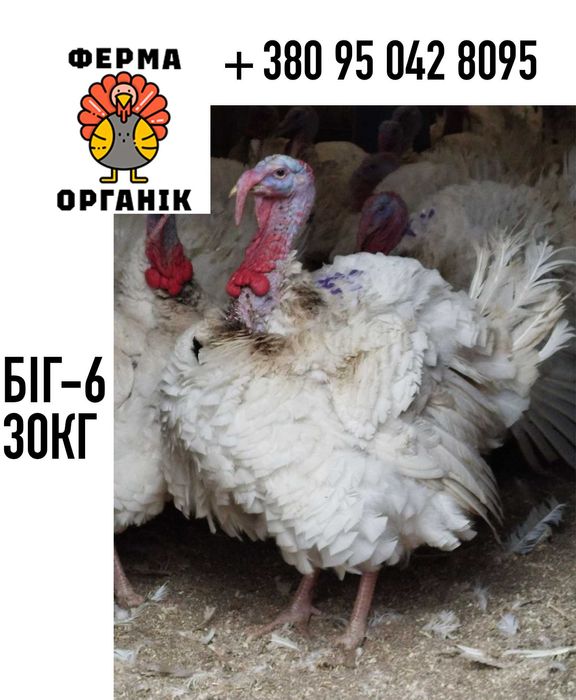 Інкубаційне Яйце Індик Угорський