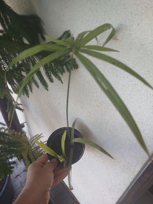 Papirus cyperus talerzowy
