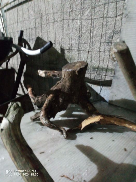 Pnie konary karpy korzenie gałęzie  ozdobne dekoracyjne