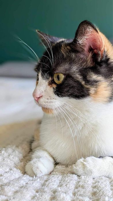 Kochana koteczka szuka kochającego domu!